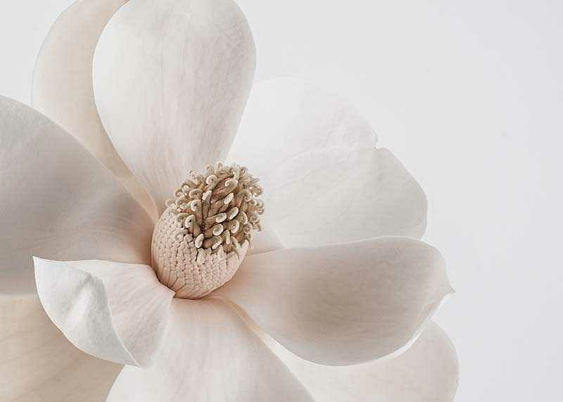 Beige Magnolia No1-12