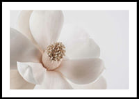 Close-up of white magnolia flower against light background-0