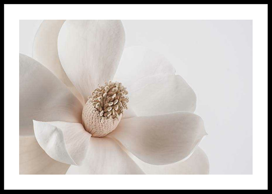 Close-up of white magnolia flower against light background-12