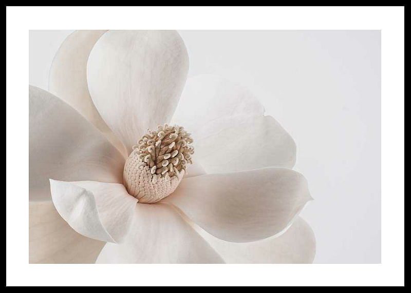 Beige Magnolia No1-12