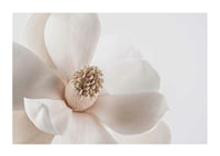 Close-up of white magnolia flower against light background-1