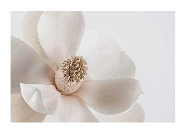 Plakāts Beige Magnolia No1