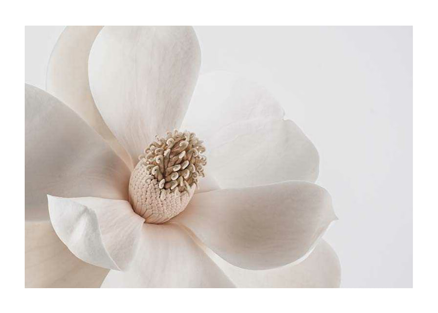 Close-up of white magnolia flower against light background-12