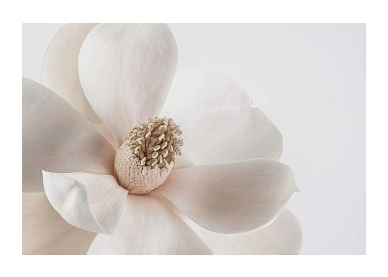 Beige Magnolia No1-12