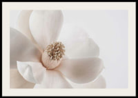 Close-up of white magnolia flower against light background-2