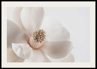 Nærbilde av hvit magnoliablomst mot lys bakgrunn-2