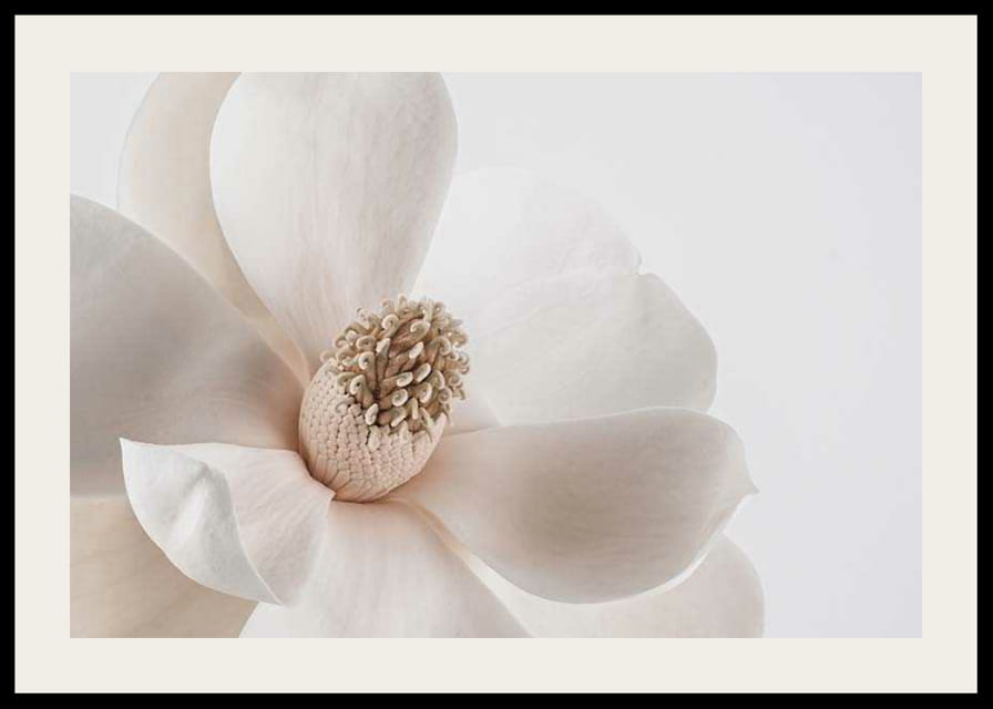 Nærbilde av hvit magnoliablomst mot lys bakgrunn-12