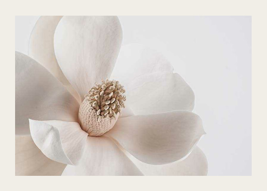 Close-up of white magnolia flower against light background-12