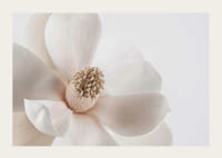 Nærbilde av hvit magnoliablomst mot lys bakgrunn-3