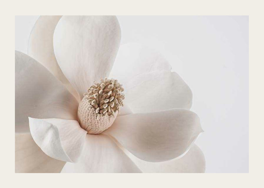 Nærbilde av hvit magnoliablomst mot lys bakgrunn-12