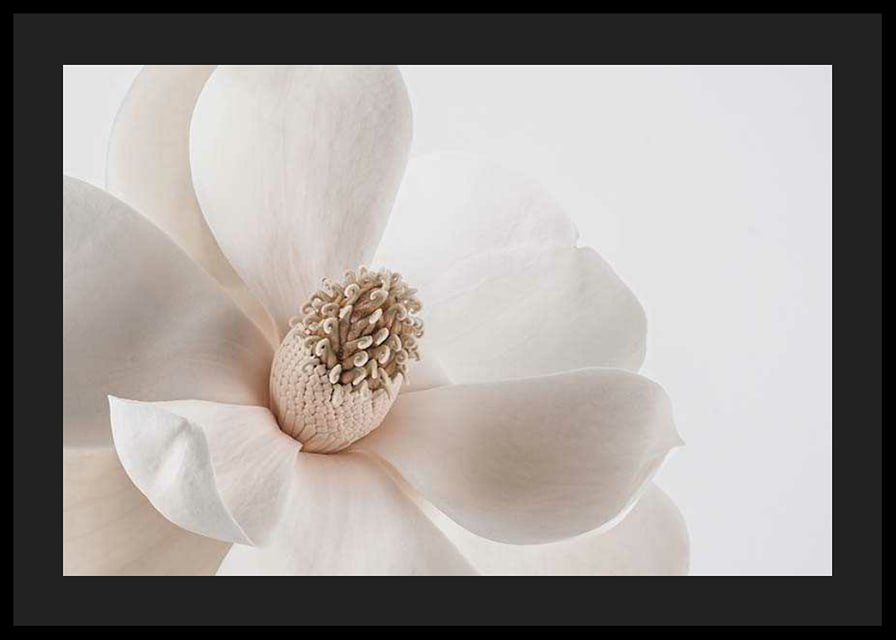 Close-up of white magnolia flower against light background-12