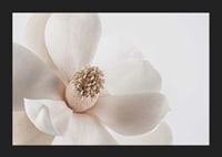 Close-up of white magnolia flower against light background-5