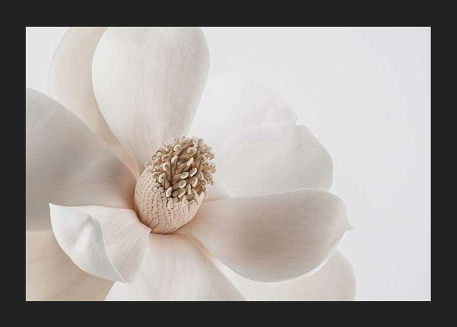 Close-up of white magnolia flower against light background-12