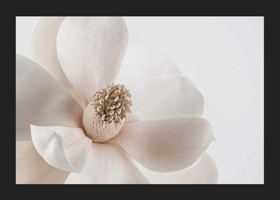 Nærbilde av hvit magnoliablomst mot lys bakgrunn-12
