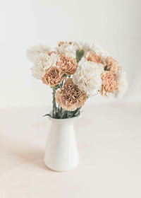Photograph of carnations in white and beige in white vase-7