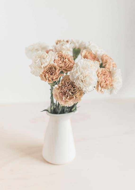 Photograph of carnations in white and beige in white vase-12