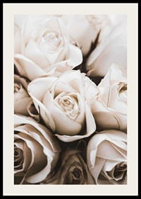 Gros plan de roses blanches aux tons beiges doux, photographique-2
