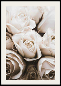 Close-up of white roses with soft beige tones, photographic-2