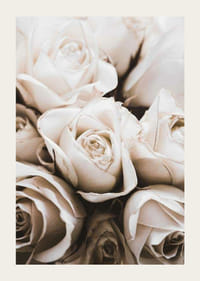 Close-up of white roses with soft beige tones, photographic-3