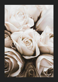 Gros plan de roses blanches aux tons beiges doux, photographique-5