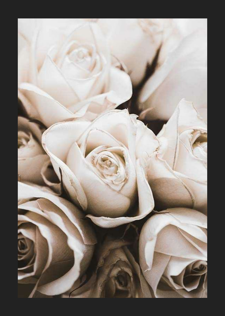 Gros plan de roses blanches aux tons beiges doux, photographique-12