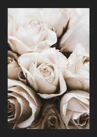 Close-up of white roses with soft beige tones, photographic-5