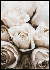 Gros plan de roses blanches aux tons beiges doux, photographique-6