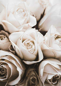 Gros plan de roses blanches aux tons beiges doux, photographique-7