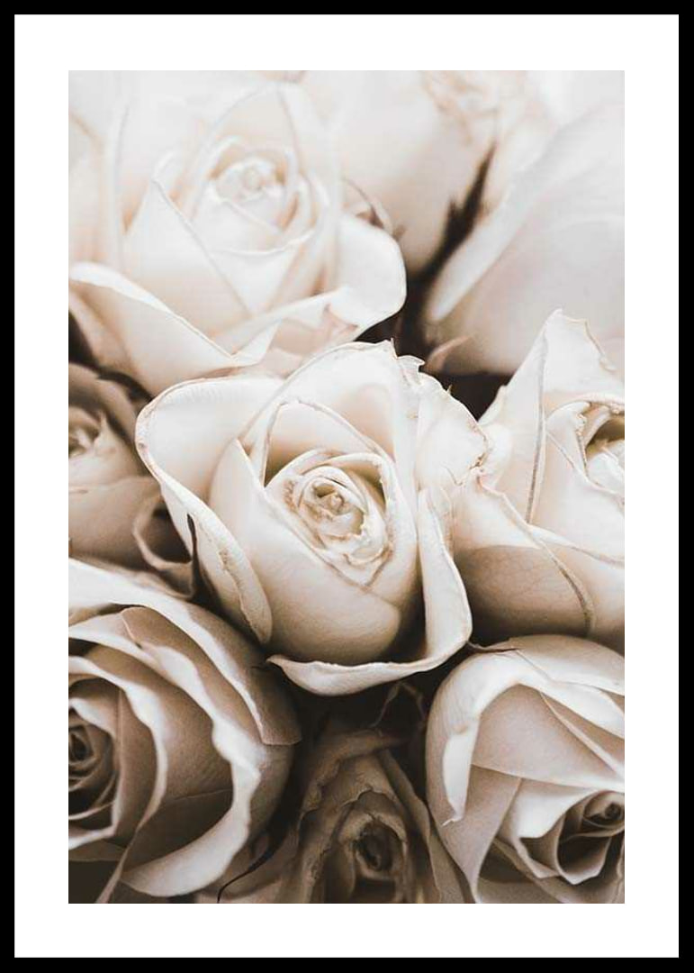 Gros plan de roses blanches aux tons beiges doux, photographique-12