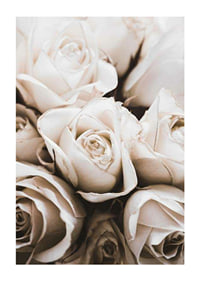 Gros plan de roses blanches aux tons beiges doux, photographique-1