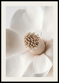 Close-up of magnolia flower in beige and white shades-2