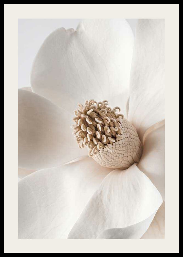 Närbild av magnoliablomma i beige och vita nyanser-12