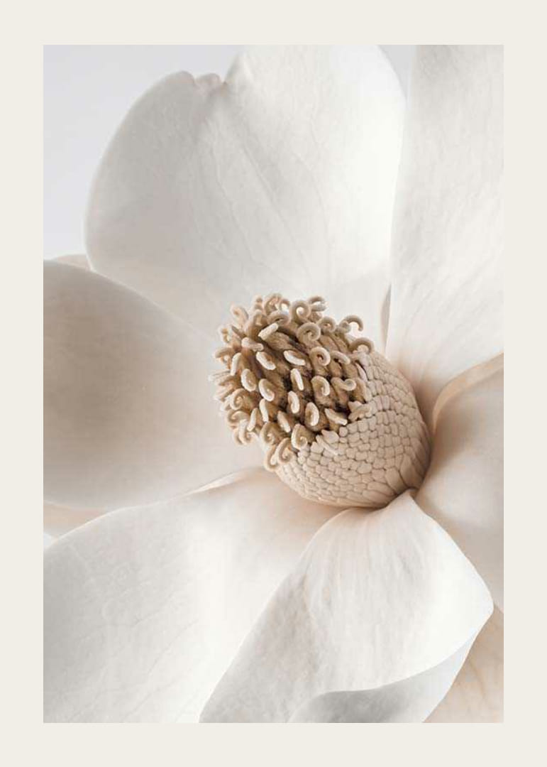 Närbild av magnoliablomma i beige och vita nyanser-12