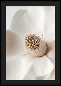 Close-up of magnolia flower in beige and white shades-4