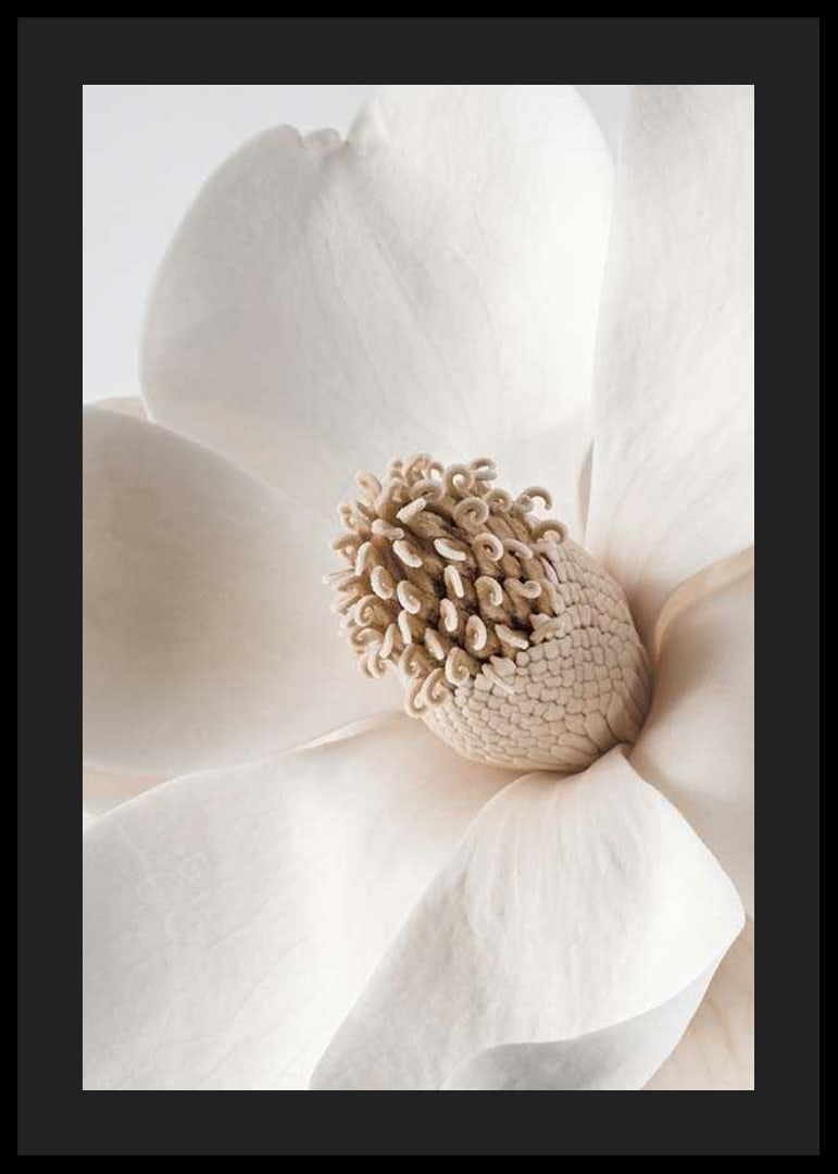 Close-up of magnolia flower in beige and white shades-12