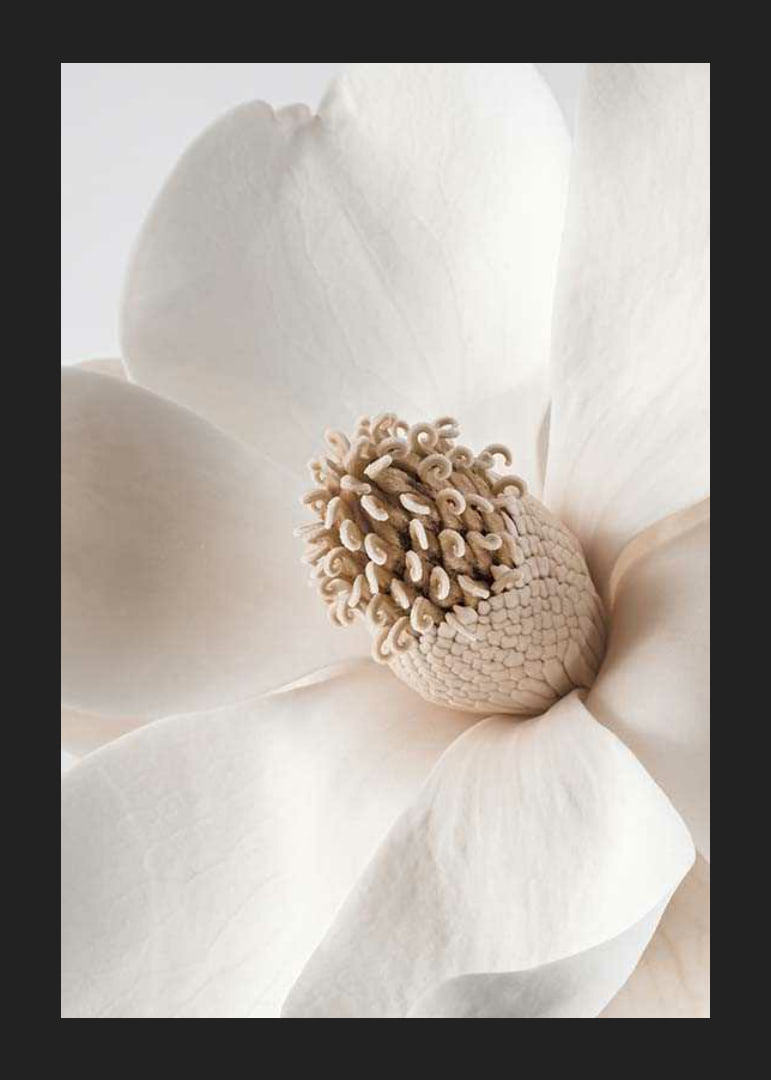 Close-up of magnolia flower in beige and white shades-12