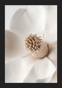 Närbild av magnoliablomma i beige och vita nyanser-5