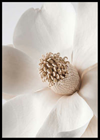 Close-up of magnolia flower in beige and white shades-6