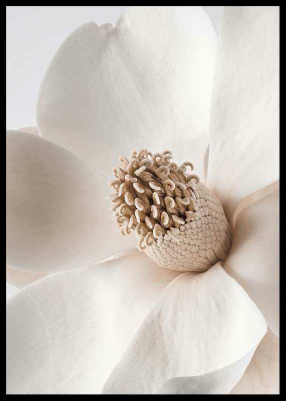 Close-up of magnolia flower in beige and white shades-12