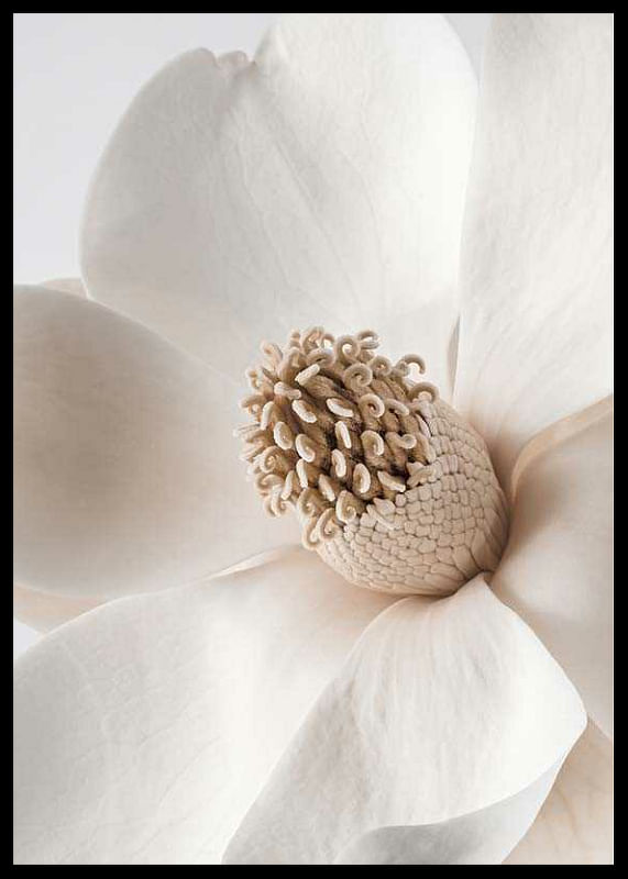 Beige Magnolia No2-12