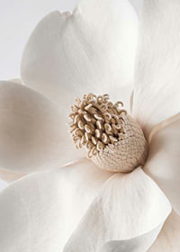 Close-up of magnolia flower in beige and white shades-7
