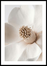 Close-up of magnolia flower in beige and white shades-0