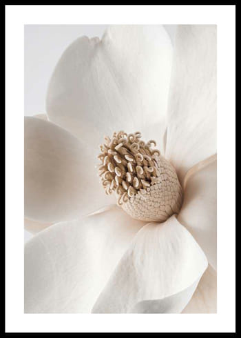 Poster Beige Magnolia No2