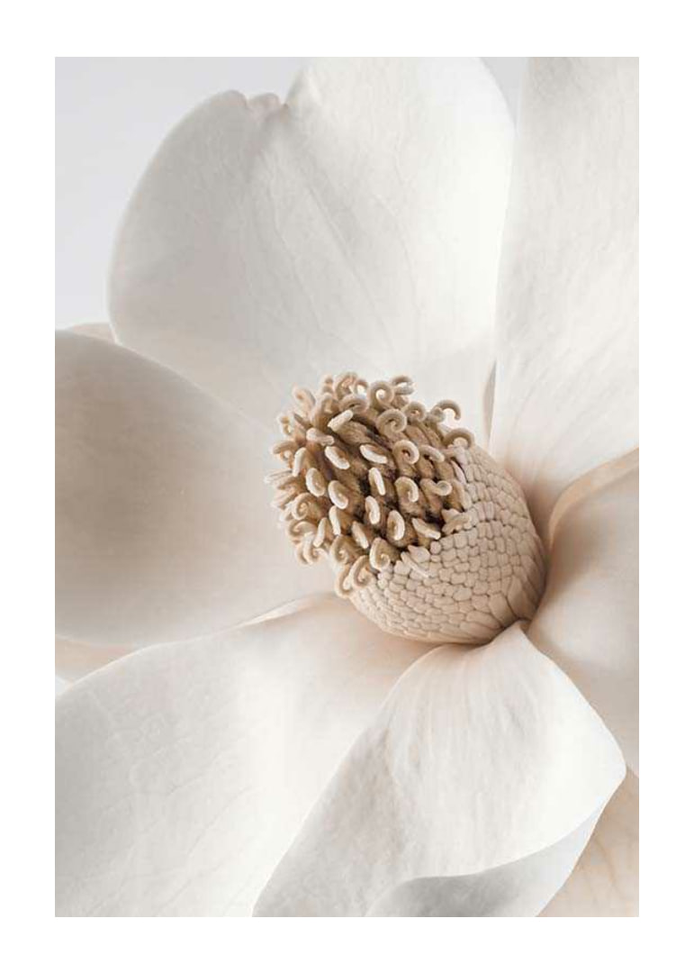 Close-up of magnolia flower in beige and white shades-12