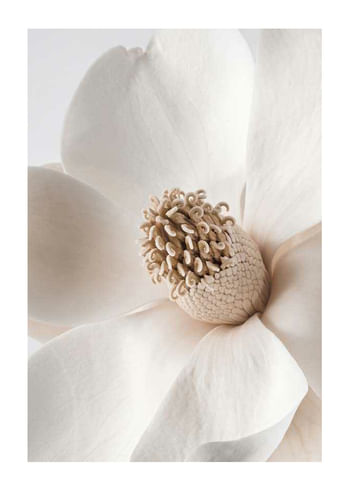 Poster Beige Magnolia No2