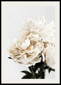 Fotografische Nahaufnahme von weißen Pfingstrosen vor hellem Hintergrund-2