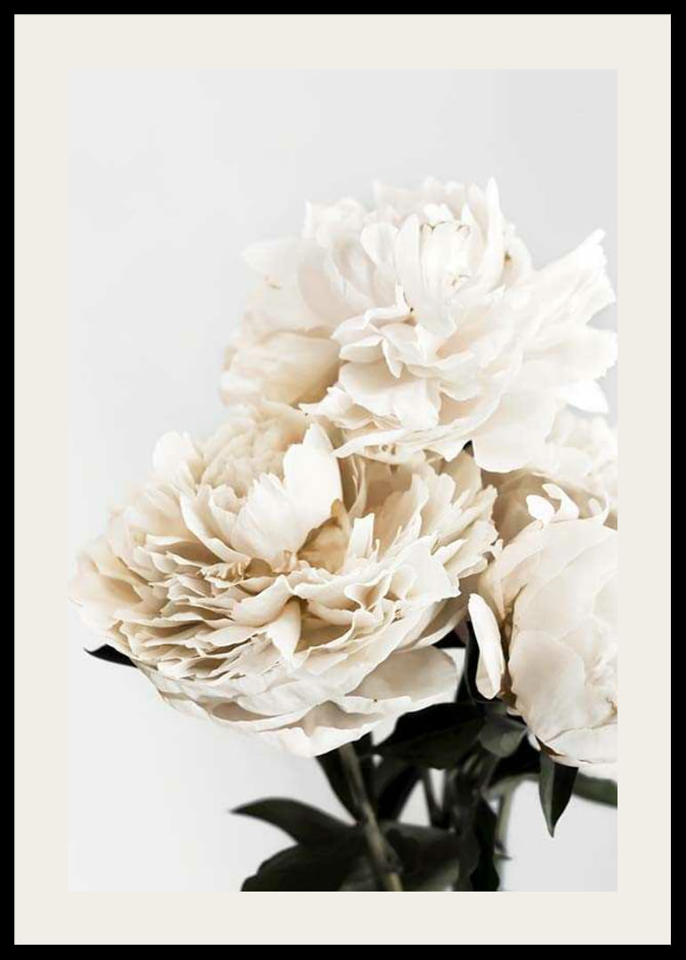 Fotografische Nahaufnahme von weißen Pfingstrosen vor hellem Hintergrund-12