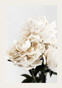 Fotografische Nahaufnahme von weißen Pfingstrosen vor hellem Hintergrund-3