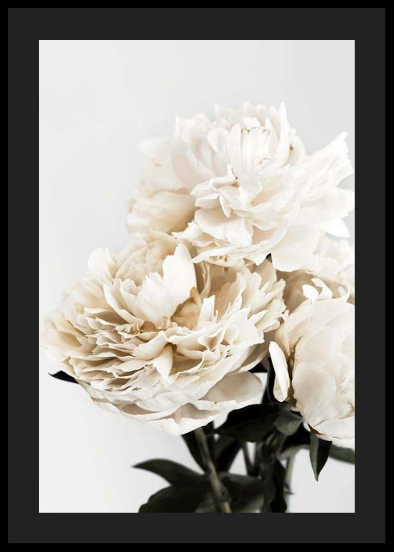 Fotografische Nahaufnahme von weißen Pfingstrosen vor hellem Hintergrund-12