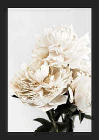 Fotografische Nahaufnahme von weißen Pfingstrosen vor hellem Hintergrund-5